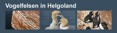 Film: Vogelfelsen in Helgoland