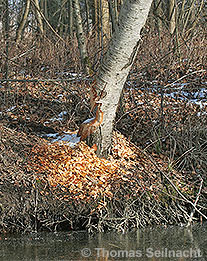 Durch Biber angenagter Baum