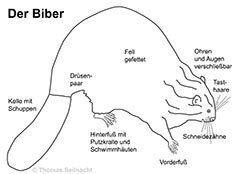 Bild vergrößern!