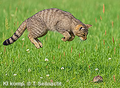 Bild vergr&ouml;&szlig;ern!