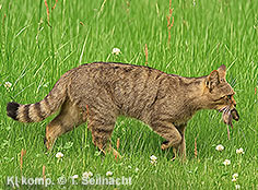 Bild vergr&ouml;&szlig;ern!