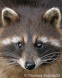 Waschbär: Kopf