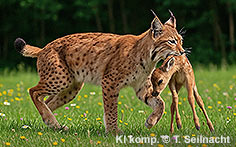 Bild vergr&ouml;&szlig;ern!