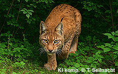 Bild vergr&ouml;&szlig;ern!