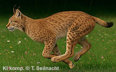 Bild vergr&ouml;&szlig;ern!