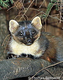 Baummarder