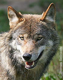 Wolf