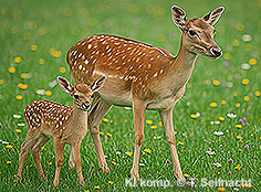 Bild vergr&ouml;&szlig;ern!