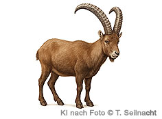 Bild vergr&ouml;&szlig;ern!