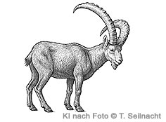 Bild vergr&ouml;&szlig;ern!