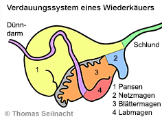 Bild vergr&ouml;&szlig;ern!
