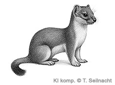 Bild vergr&ouml;&szlig;ern!