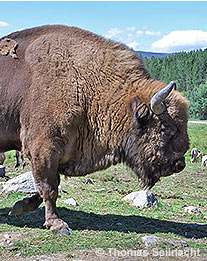 Wisent