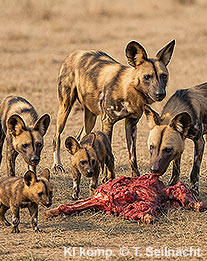 Afrikanischer Wildhund