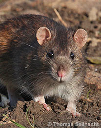 Wanderratte
