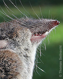 Zwergmaus