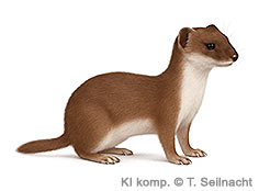 Bild vergr&ouml;&szlig;ern!