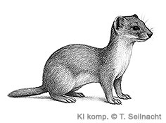 Bild vergr&ouml;&szlig;ern!