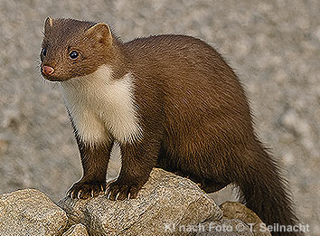 Steinmarder