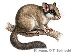 Bild vergr&ouml;&szlig;ern!