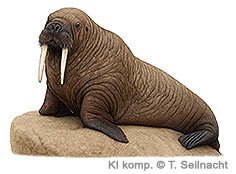 Bild vergr&ouml;&szlig;ern!