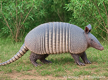 Neunbinden-G&uuml;rteltier