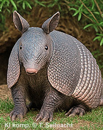 Neunbinden-G&uuml;rteltier