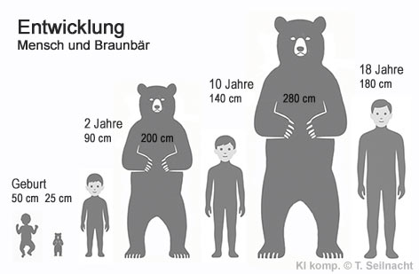 Entwicklung Mensch und Braunb&auml;r