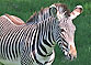 Steppenzebra