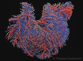 Bild vergr&ouml;&szlig;ern!