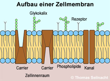 Bild vergr&ouml;&szlig;ern!