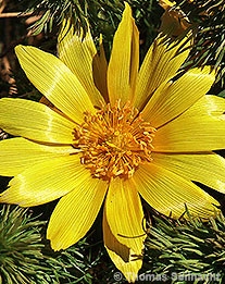 Frühlings-Adonis: Blüte