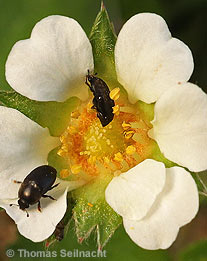 Erdbeer-Fingerkraut: Blüte