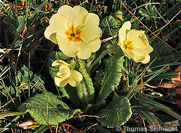 Stängellose Schlüsselblume