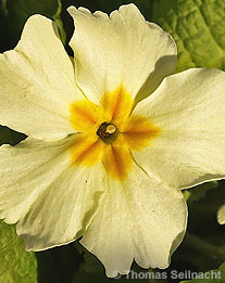 Stängellose Schlüsselblume: Blüte