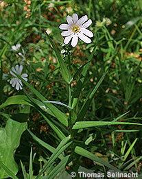 Große Sternmiere