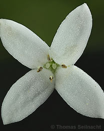 Waldmeister: Blüte