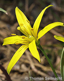 Wald-Gelbstern: Blüte