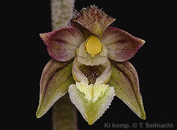 Bild vergr&ouml;&szlig;ern!