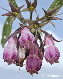 Gewöhnlicher Beinwell: Blüten und Früchte