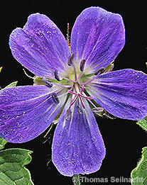 Wald-Storchschnabel: Blüte