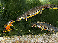 Bild vergr&ouml;&szlig;ern!