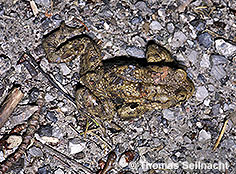 Bild vergr&ouml;&szlig;ern!