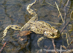 Bild vergr&ouml;&szlig;ern!