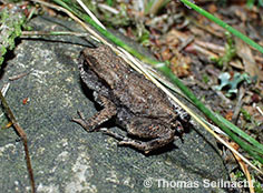 Bild vergr&ouml;&szlig;ern!