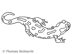 Bild vergr&ouml;&szlig;ern!