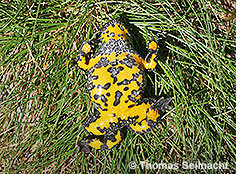 Bild vergr&ouml;&szlig;ern!