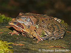 Bild vergr&ouml;&szlig;ern!