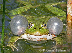Bild vergr&ouml;&szlig;ern!