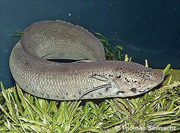 Lungenfisch